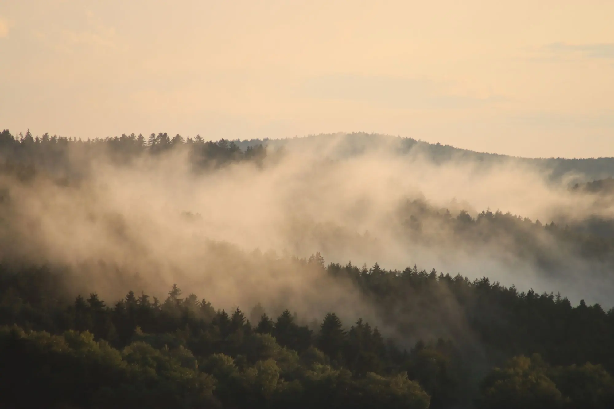 Misty forest at sunrise